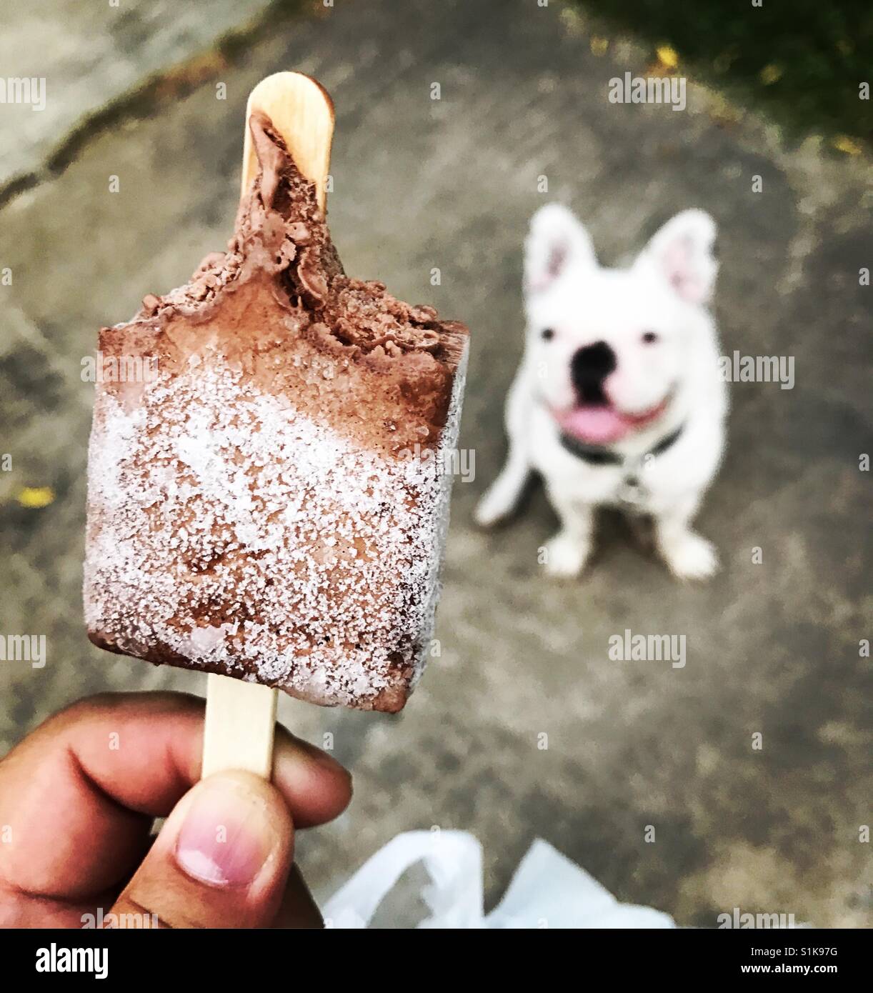 Dogs Cannot Eat Chocolate Ice Cream Stock Photo Alamy