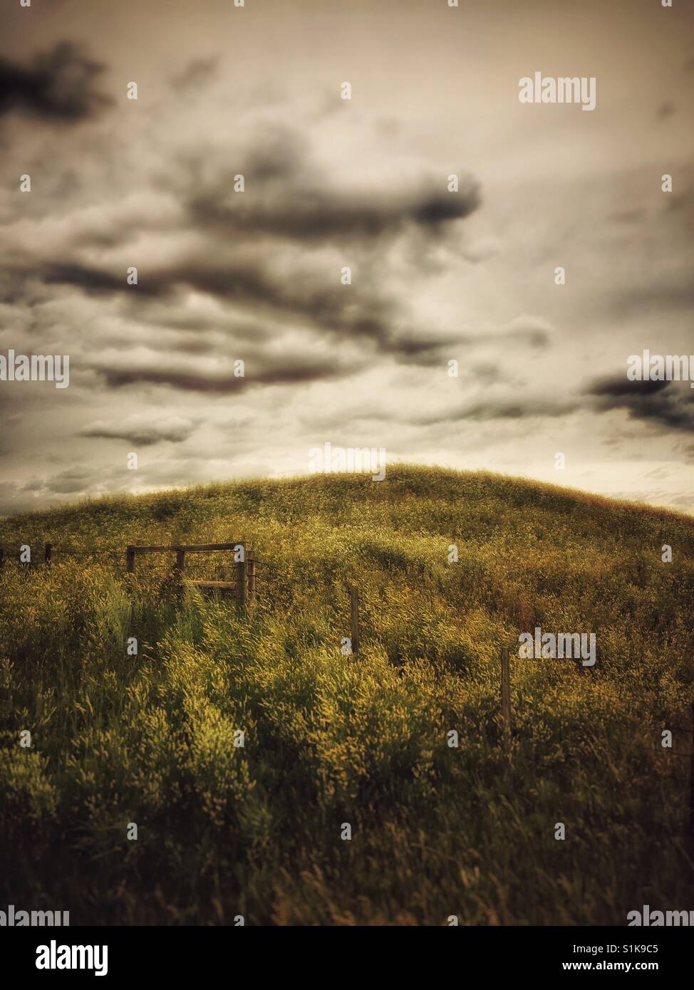 Ominous clouds over rural hillside covered in Sweet Clover, Alberta, Canada. - Smartphone Captured Stock Image