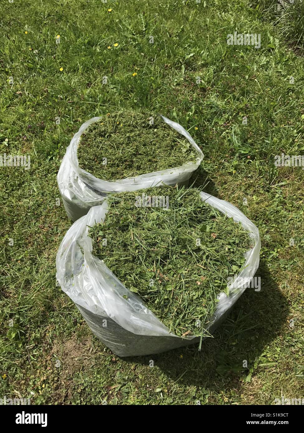 Grass cuttings in recycling bags on lawn which is being mown (date taken: July 2017) - Smartphone Captured Stock Image