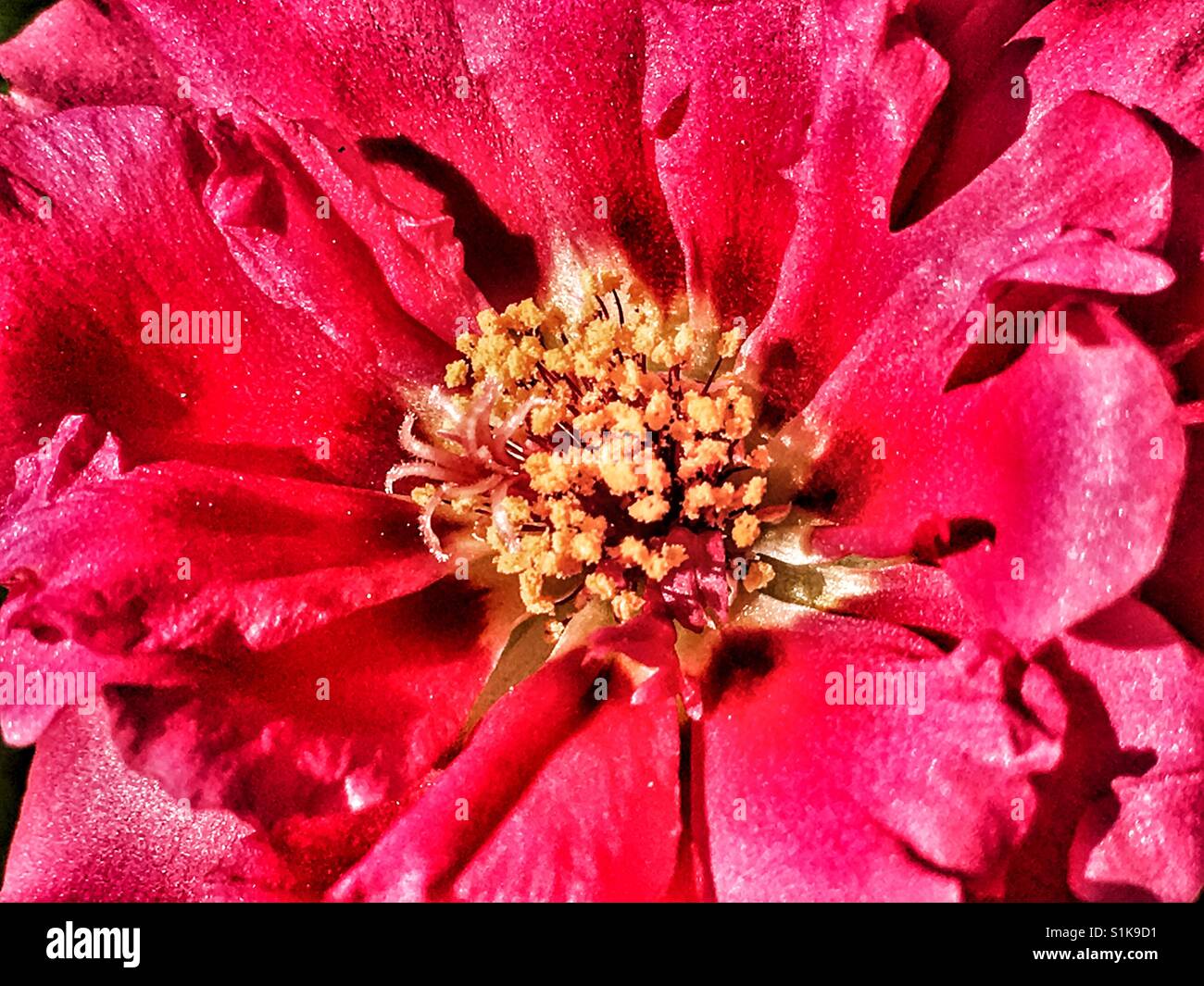 Portulaca grandiflora, also known as moss rose Stock Photo Alamy