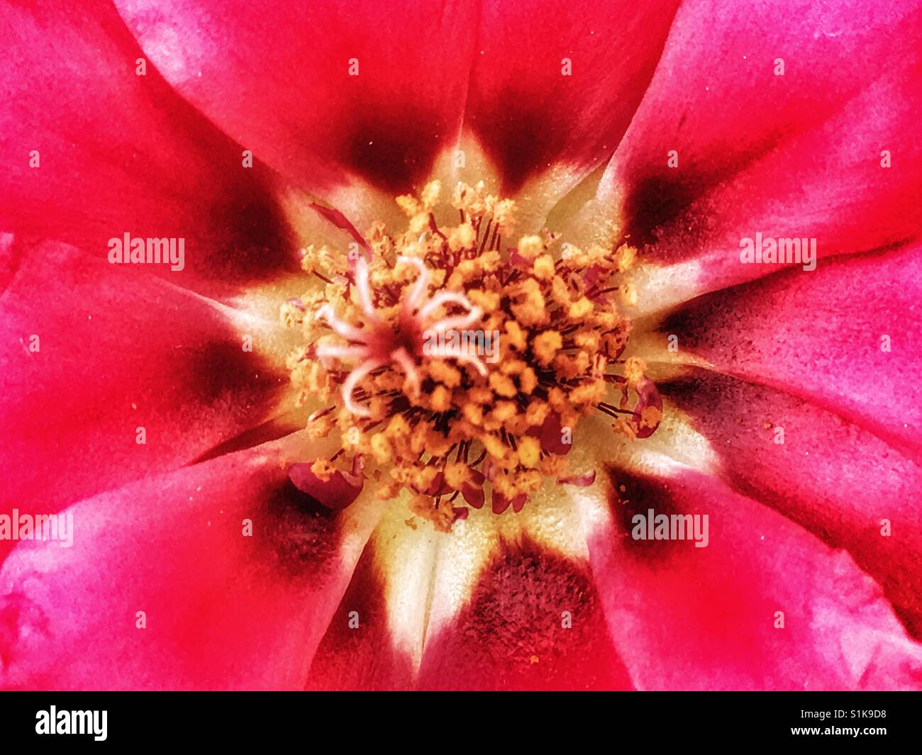 Portulaca grandiflora, also known as moss rose - Smartphone Captured Stock Image