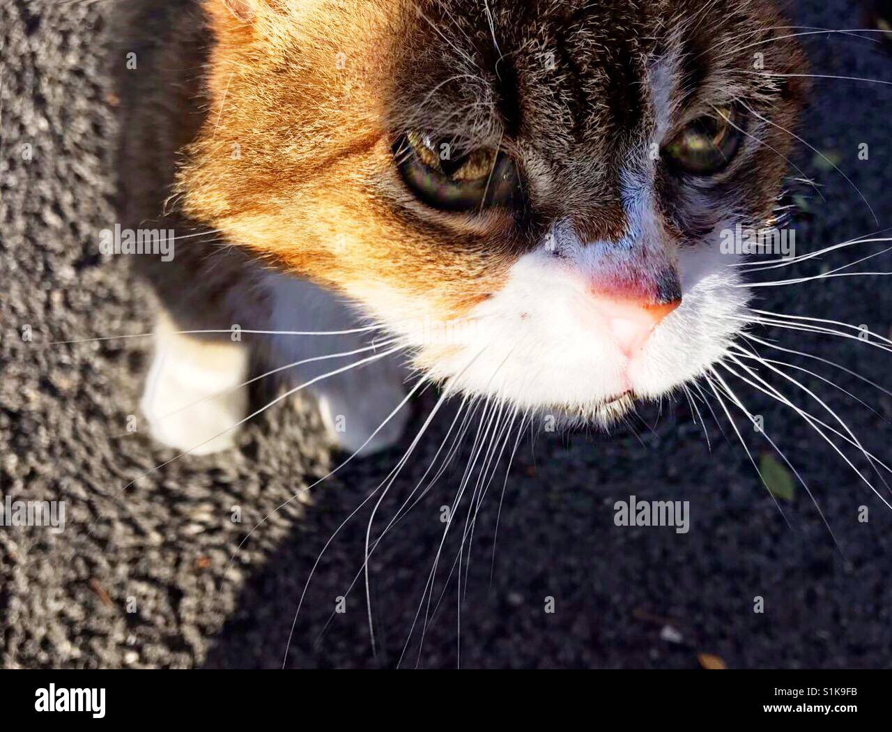 Old good cat... 19 years! - Smartphone Captured Stock Image