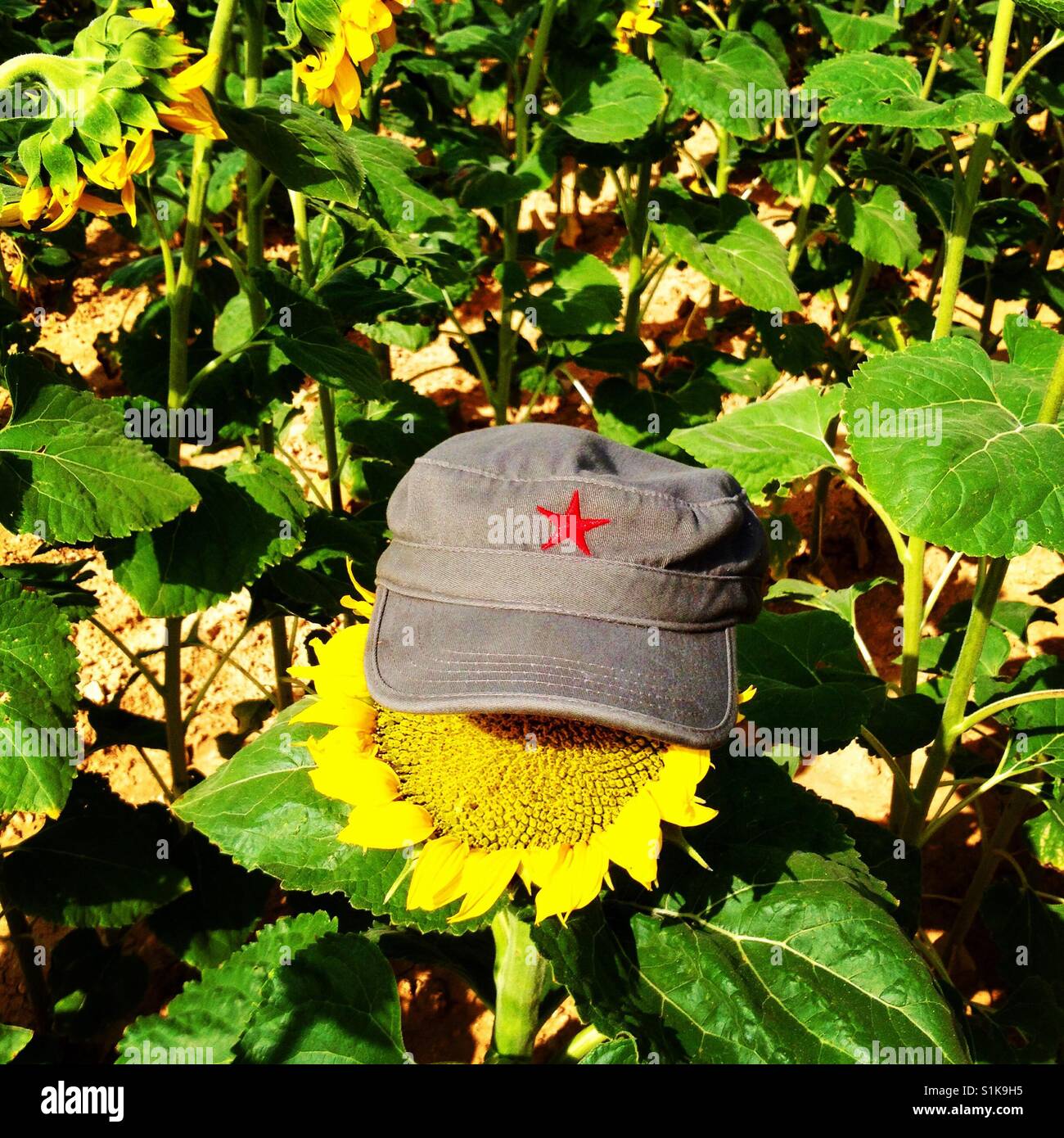 Sunflower - Smartphone Captured Stock Image