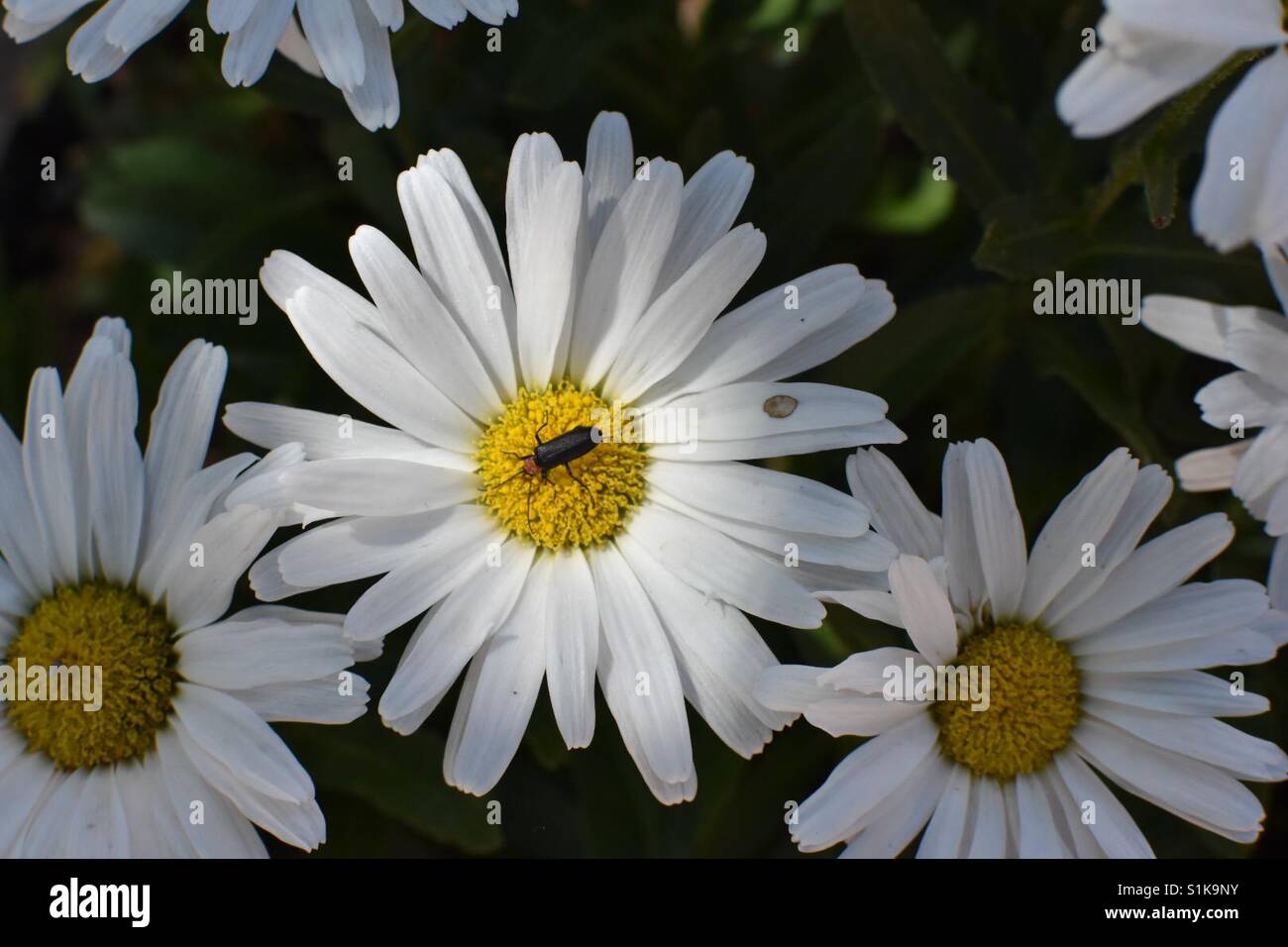 Daisy bug Stock Photo
