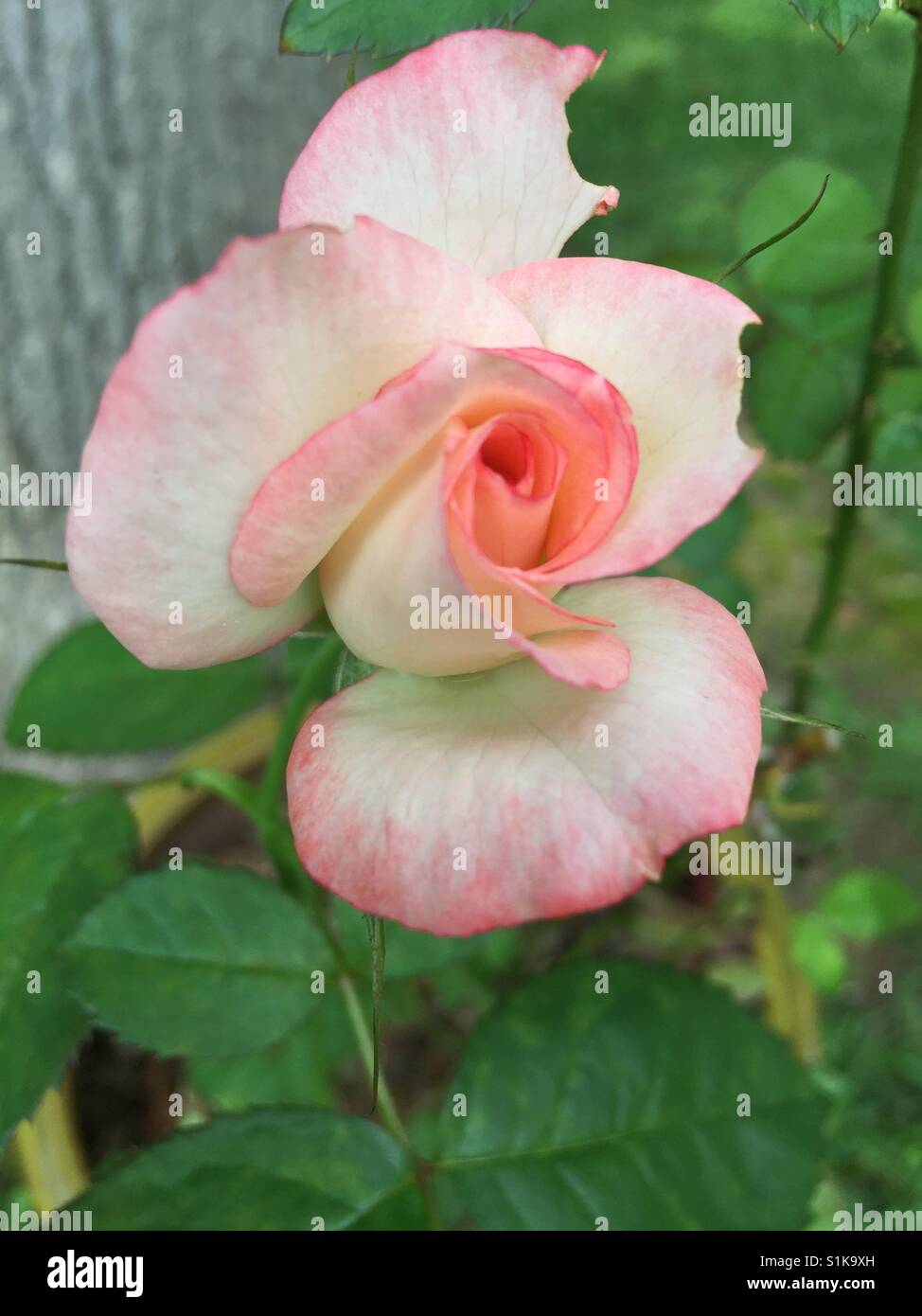Summer Rose in Powder Springs, Stock Photo Alamy