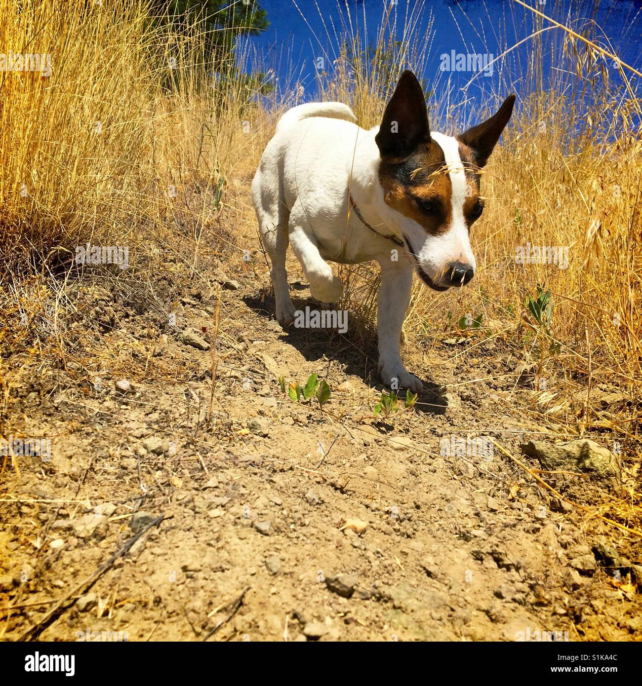 Jack Russell Terrier dog running down a hill amongst yellow grass on a blue sky hot summer day. Square crop. - Smartphone Captured Stock Image Jack Russell Terrier dog running down a hill amongst yellow grass on a blue sky hot summer day. Square crop. - Smartphone Captured Stock Image