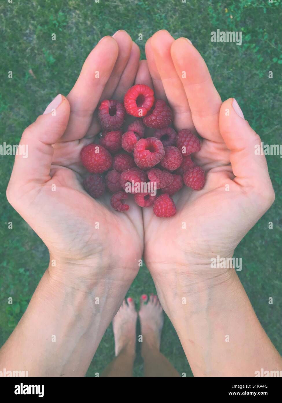 Woman holding a handful of ripe freshly picked raspberries while standing on green grass. POV. Stock Photo