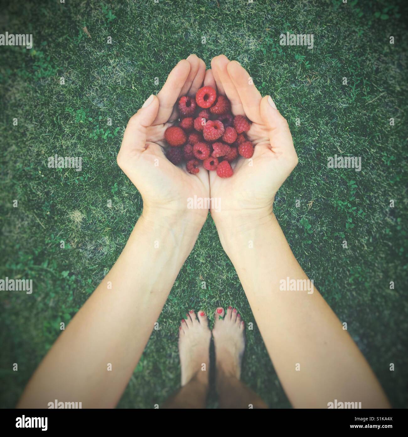 Point of view perspective of woman's hands holding freshly picked raspberries outdoors. Square crop. Vignette edit. - Smartphone Captured Stock Image