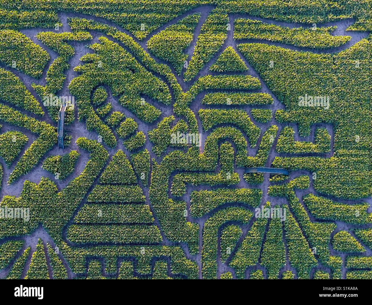 A maize maze from the sky Stock Photo Alamy