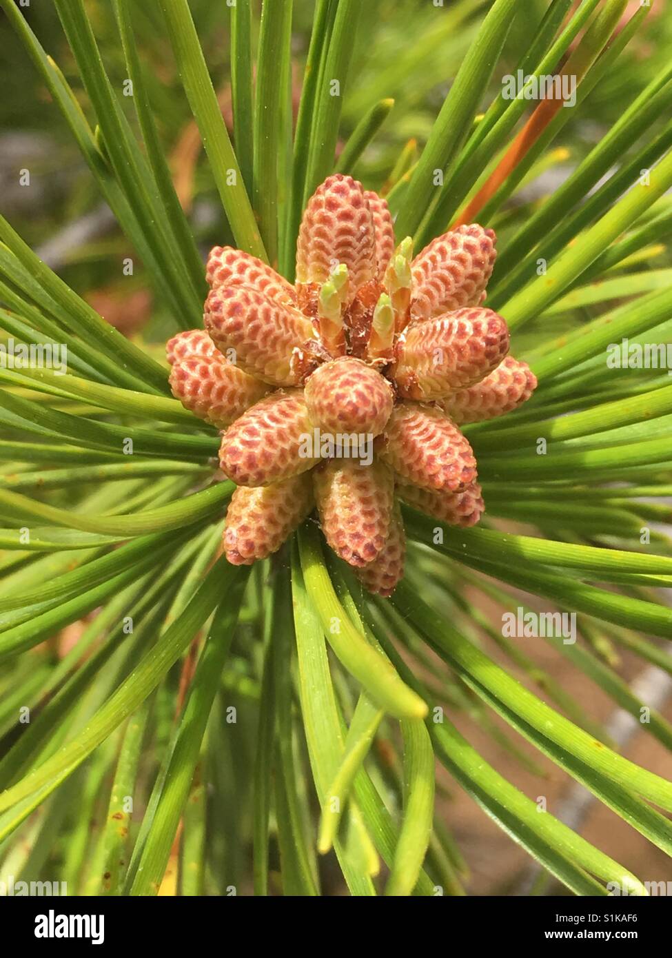 Pine cone tree hi-res stock photography and images - Alamy