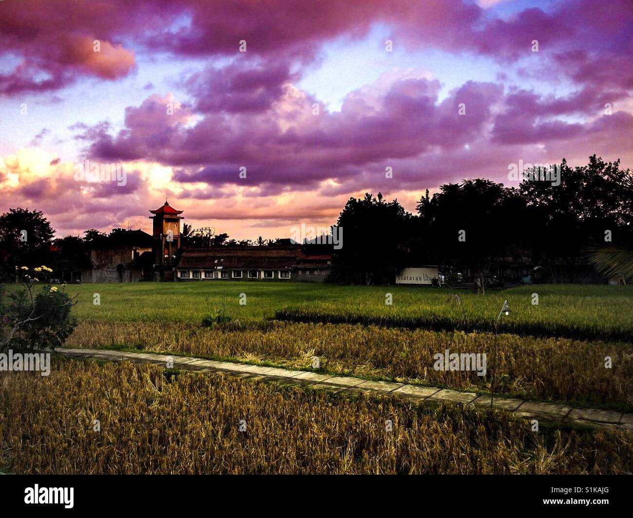 Rice terrace in Ubud, Bali, Indonesia - Smartphone Captured Stock Image
