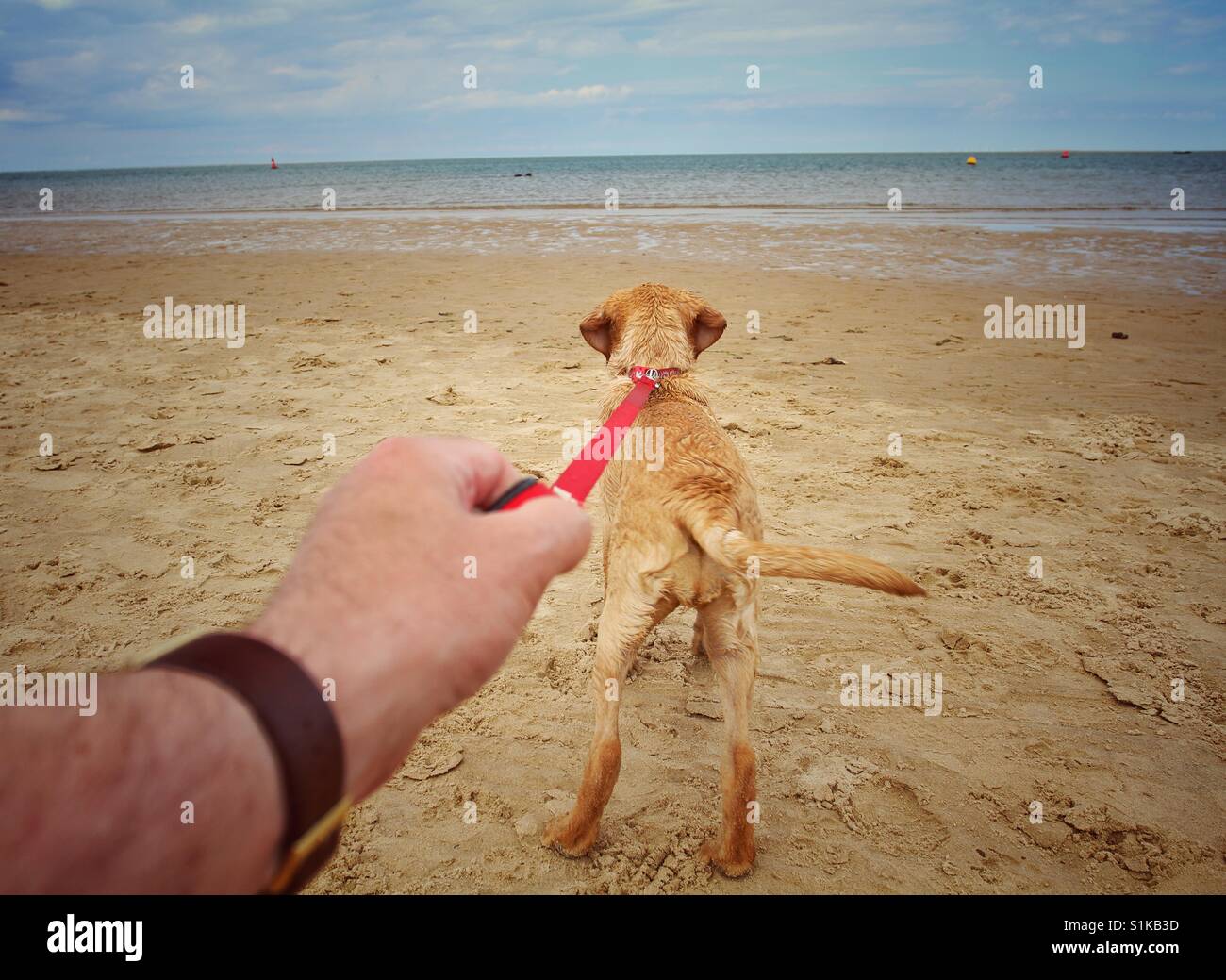 A Point of view image of a Labrador retriever dog or puppy pulling hard on its leash and running with its owner on a sandy beach towards the sea - Smartphone Captured Stock Image