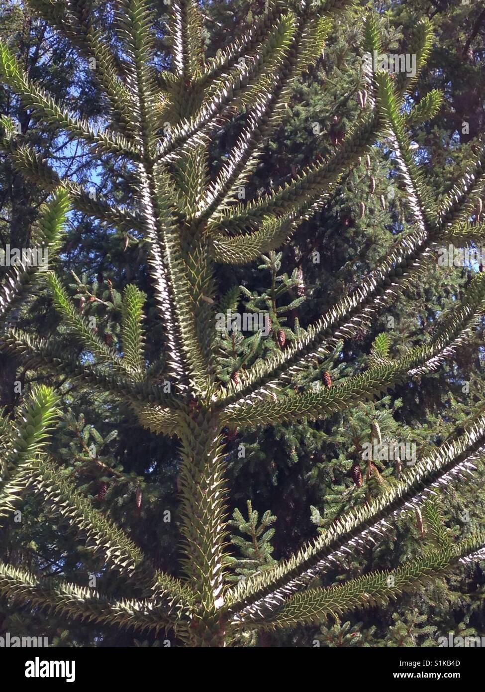 Glistening branches of stiff, over lapping leaves of a Monkey-Puzzle tree. (araucaria species) Stock Photo