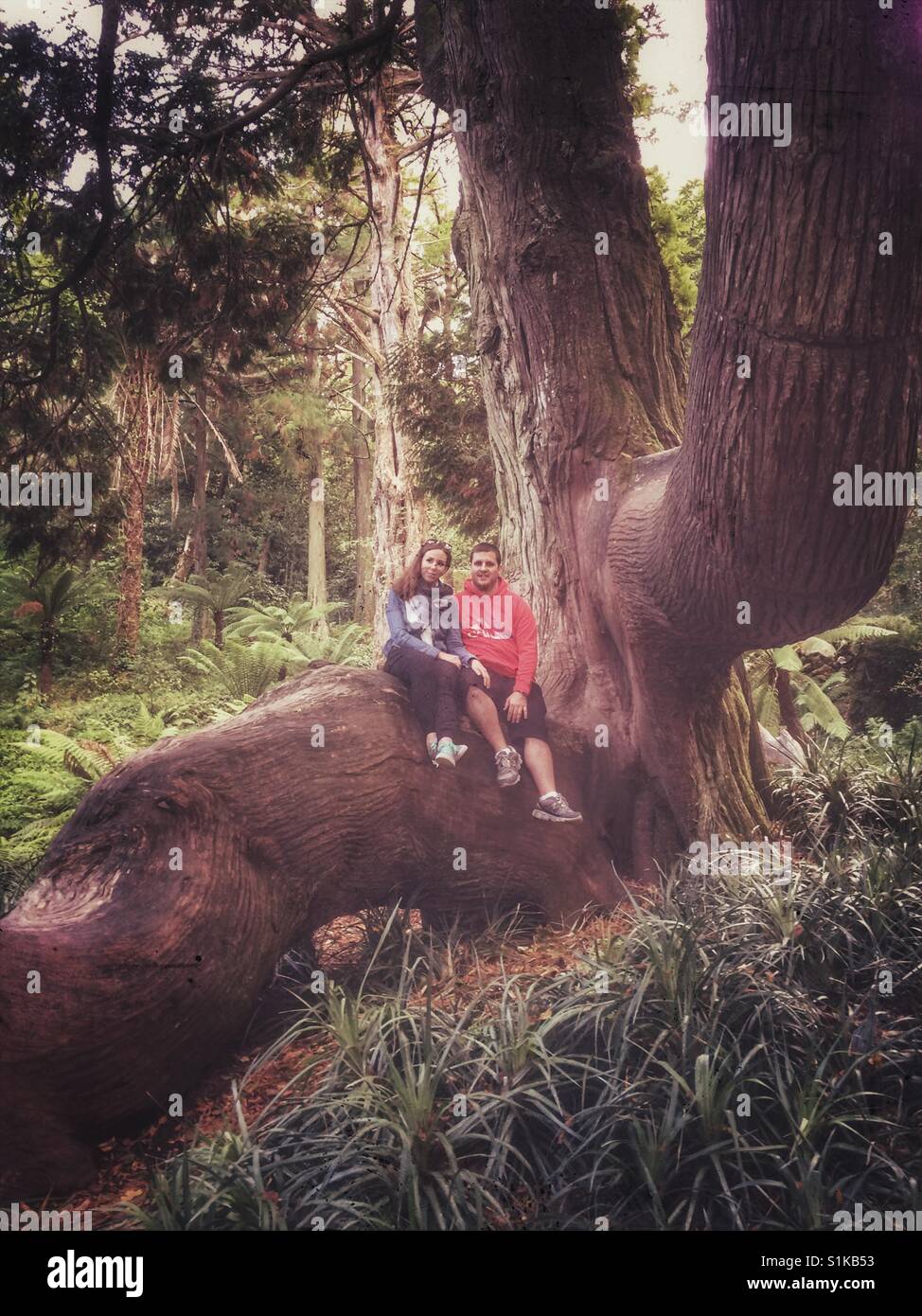 Couple sitting on a limb of a huge tree. Stock Photo
