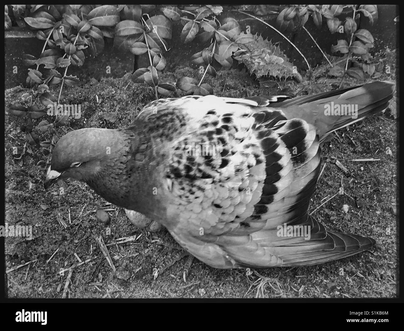 Racing Pigeon with an injured wing. Stock Photo