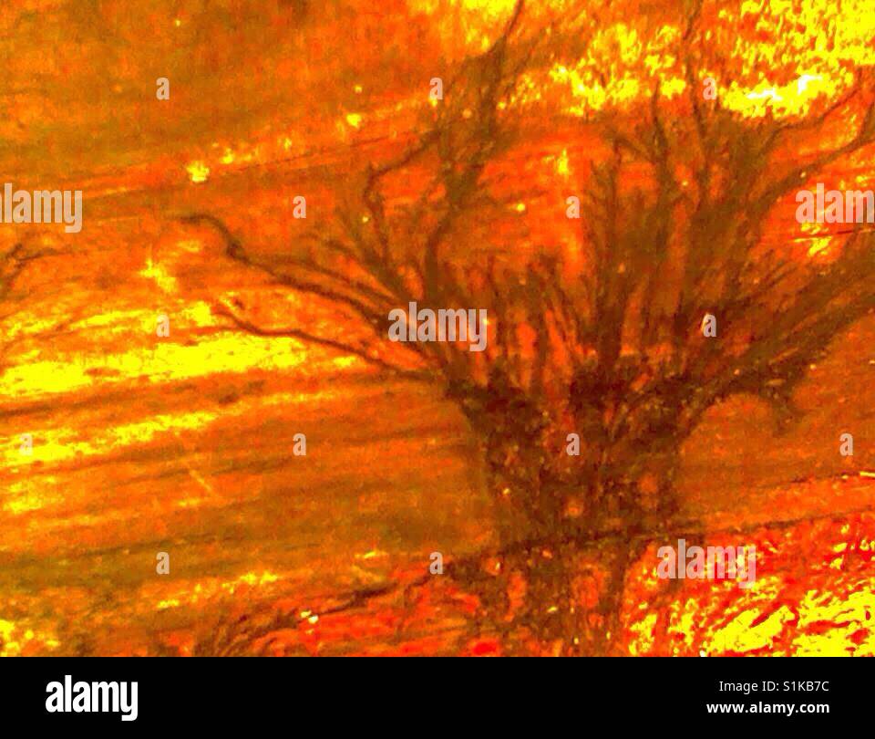 Burning bush scene, actually fungus growing on lumber then photo edited- North Carolina - Smartphone Captured Stock Image