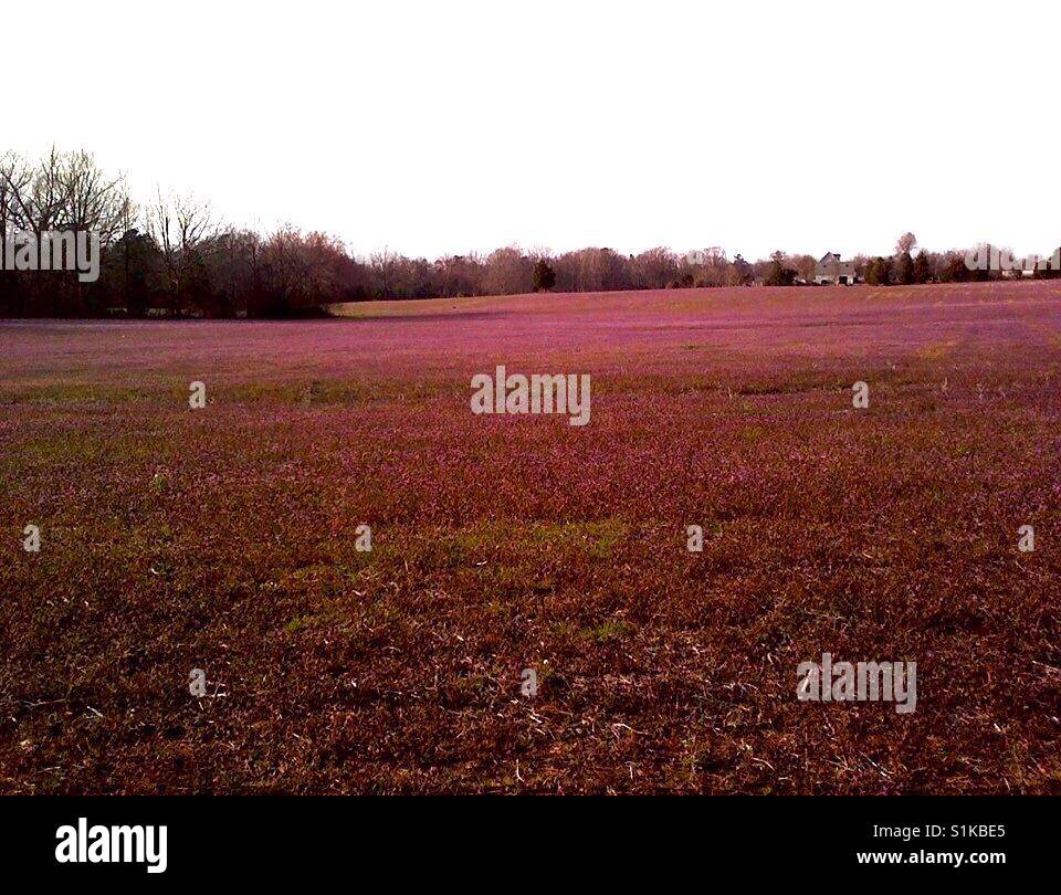 Early spring ground cover blossoms- North Carolina - Smartphone Captured Stock Image