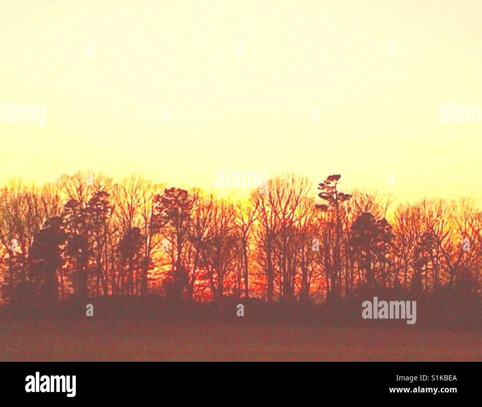 Trees silhouetted in sunset- North Carolina - Smartphone Captured Stock Image