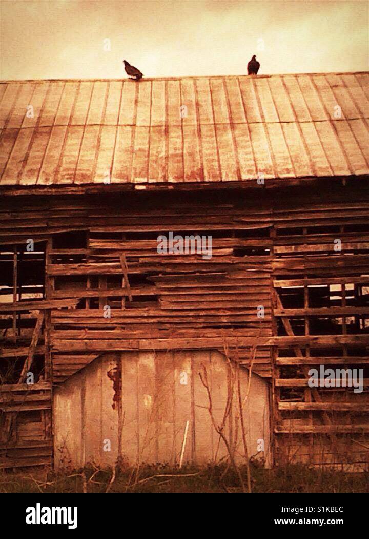 Buzzards on a tin roof North Carolina Stock Photo Alamy