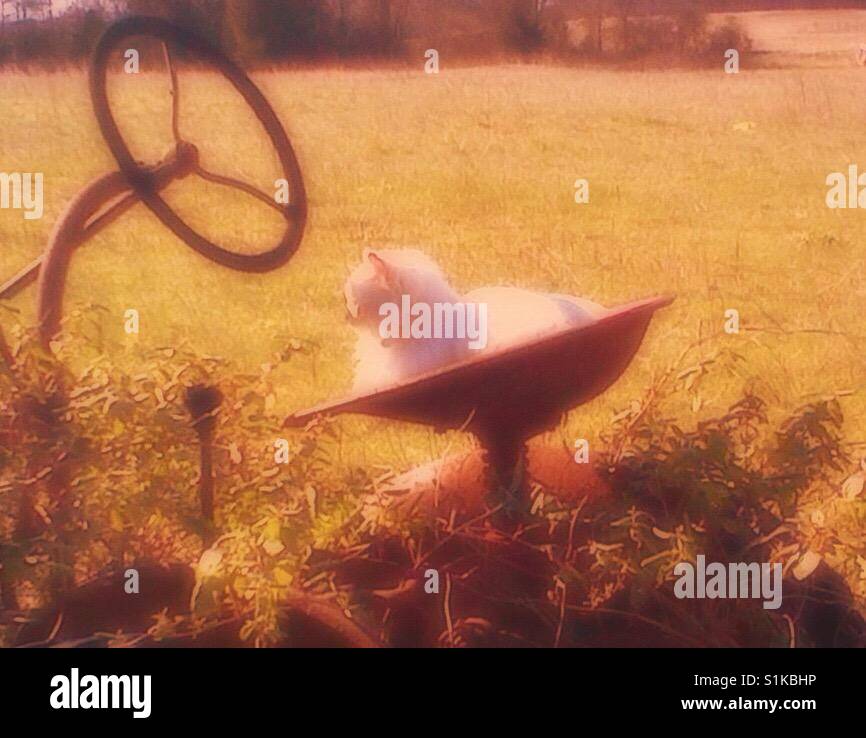 Kitty basking in North Carolina sun on old tractor - Smartphone Captured Stock Image
