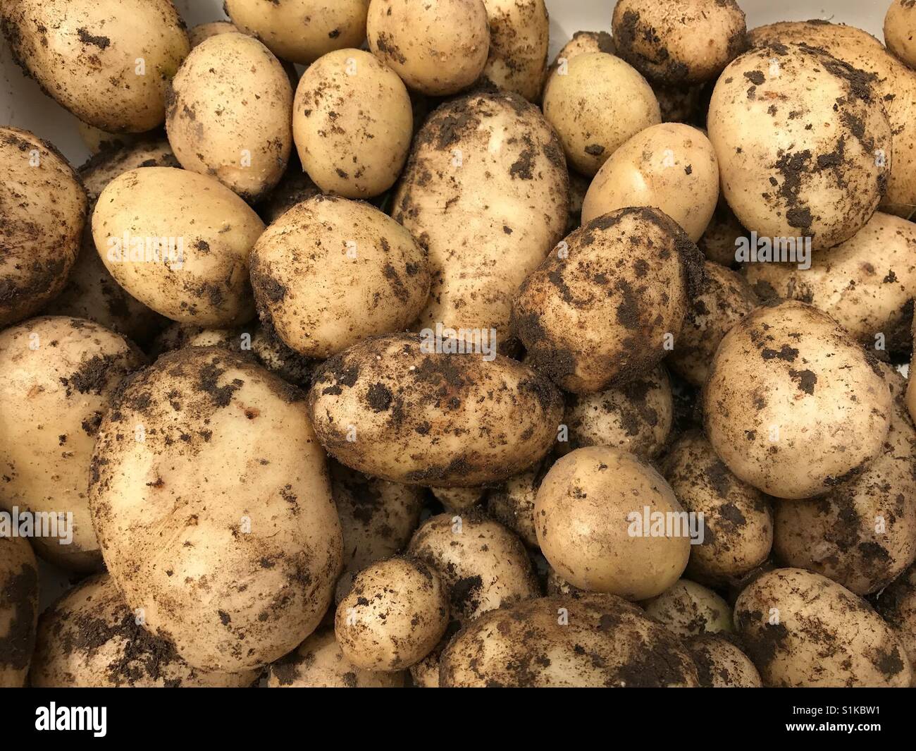 Fresh Potatoes Dig From Ground in The farm. Potato Harvesting Stock Photo -  Alamy