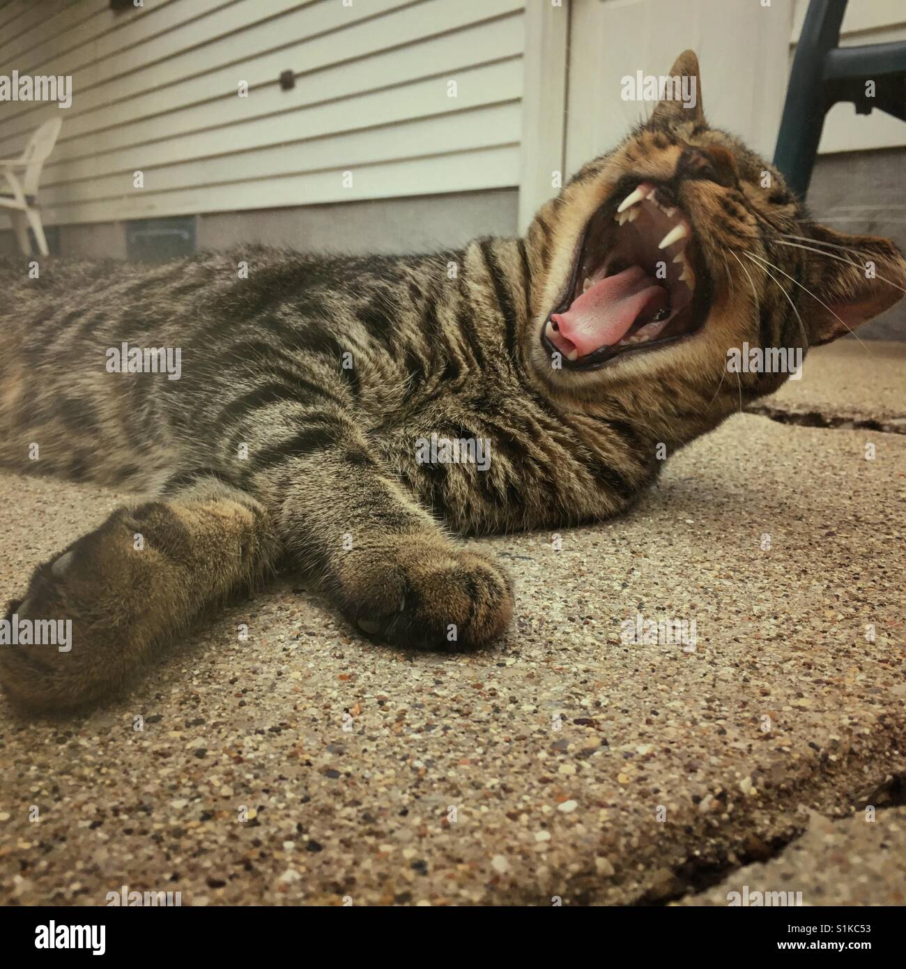A cat yawns while lying on a concrete patio (2) - Smartphone Captured Stock Image