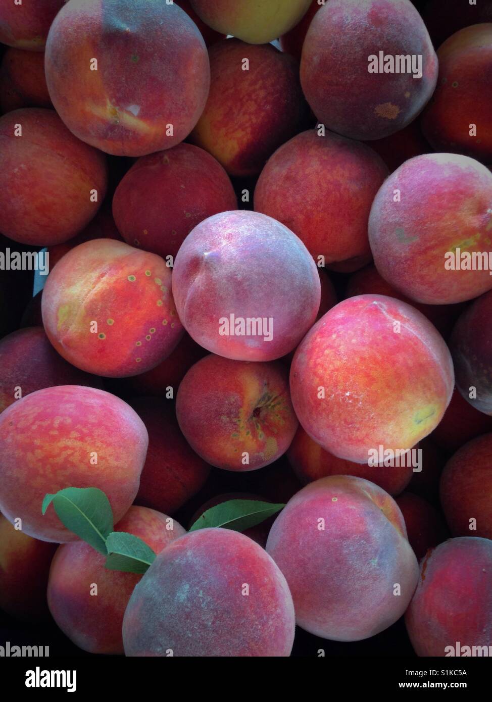 A bushel of fresh summer harvest southern peaches Stock Photo