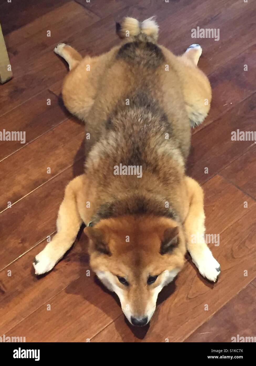 Downward dog - Smartphone Captured Stock Image