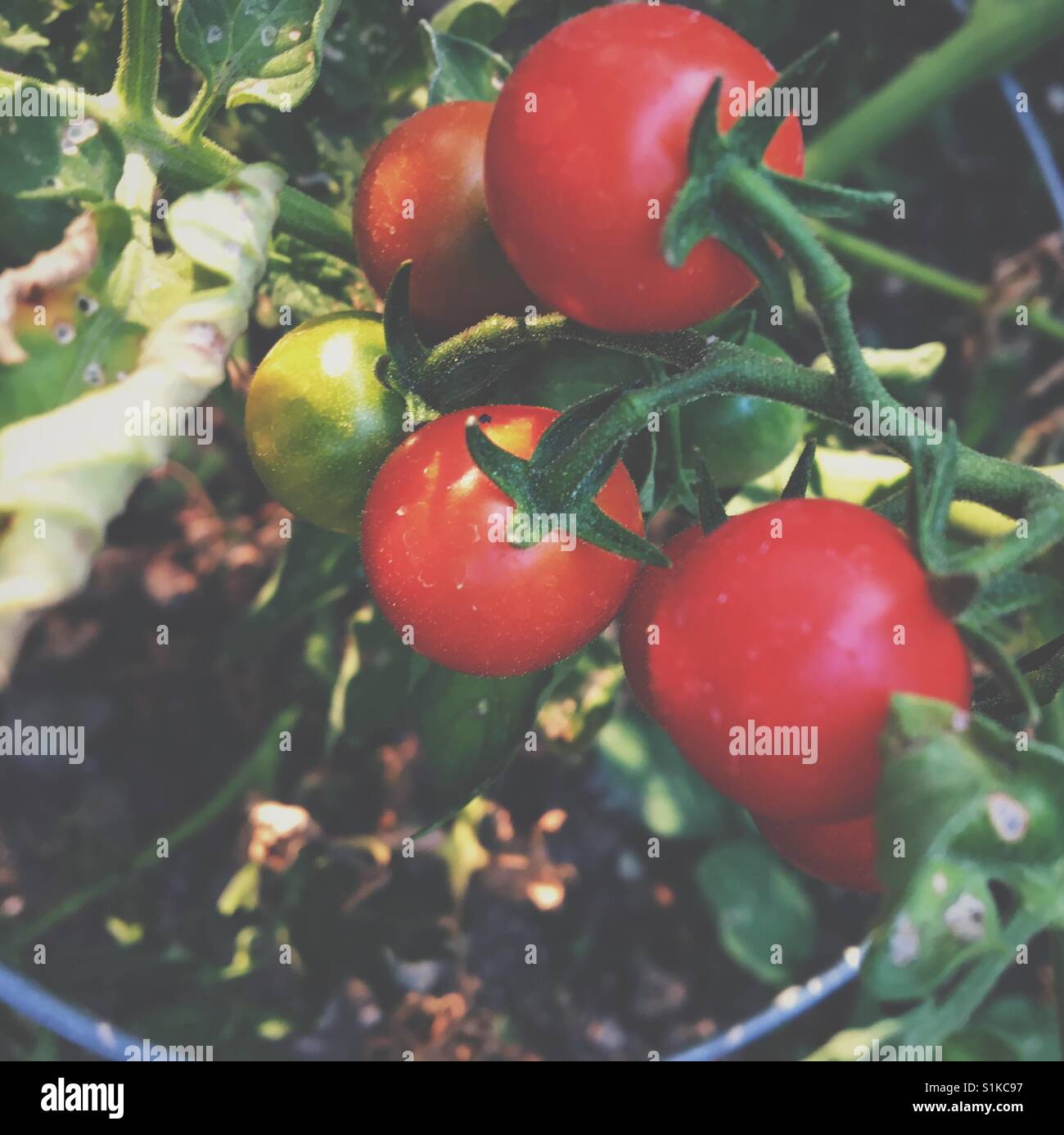 Tomatoes growing and ripening on the vine in a garden. Square crop. Stock Photo