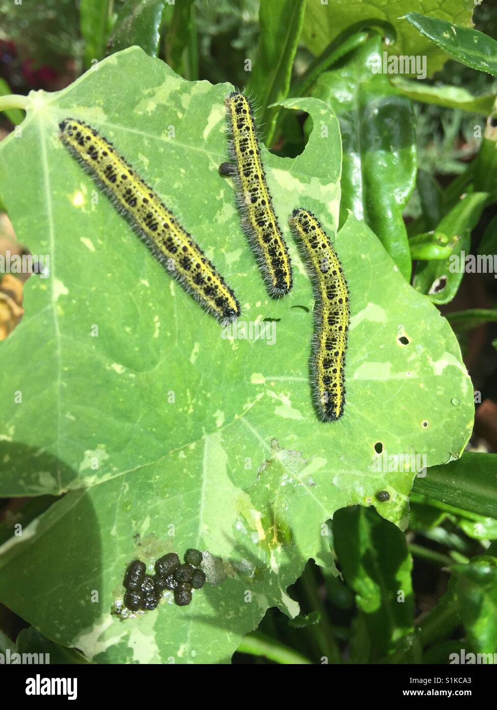 Cabbage White caterpillars ravage a nasturtium flower leaf. - Smartphone Captured Stock Image