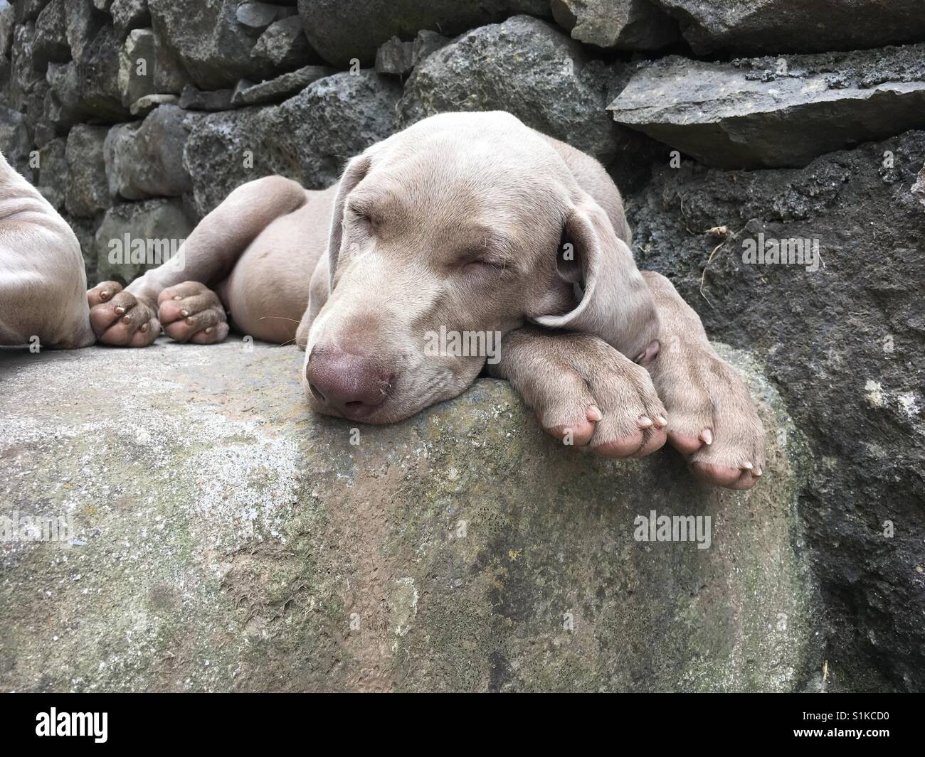 Weimaraner pup sleeps. - Smartphone Captured Stock Image