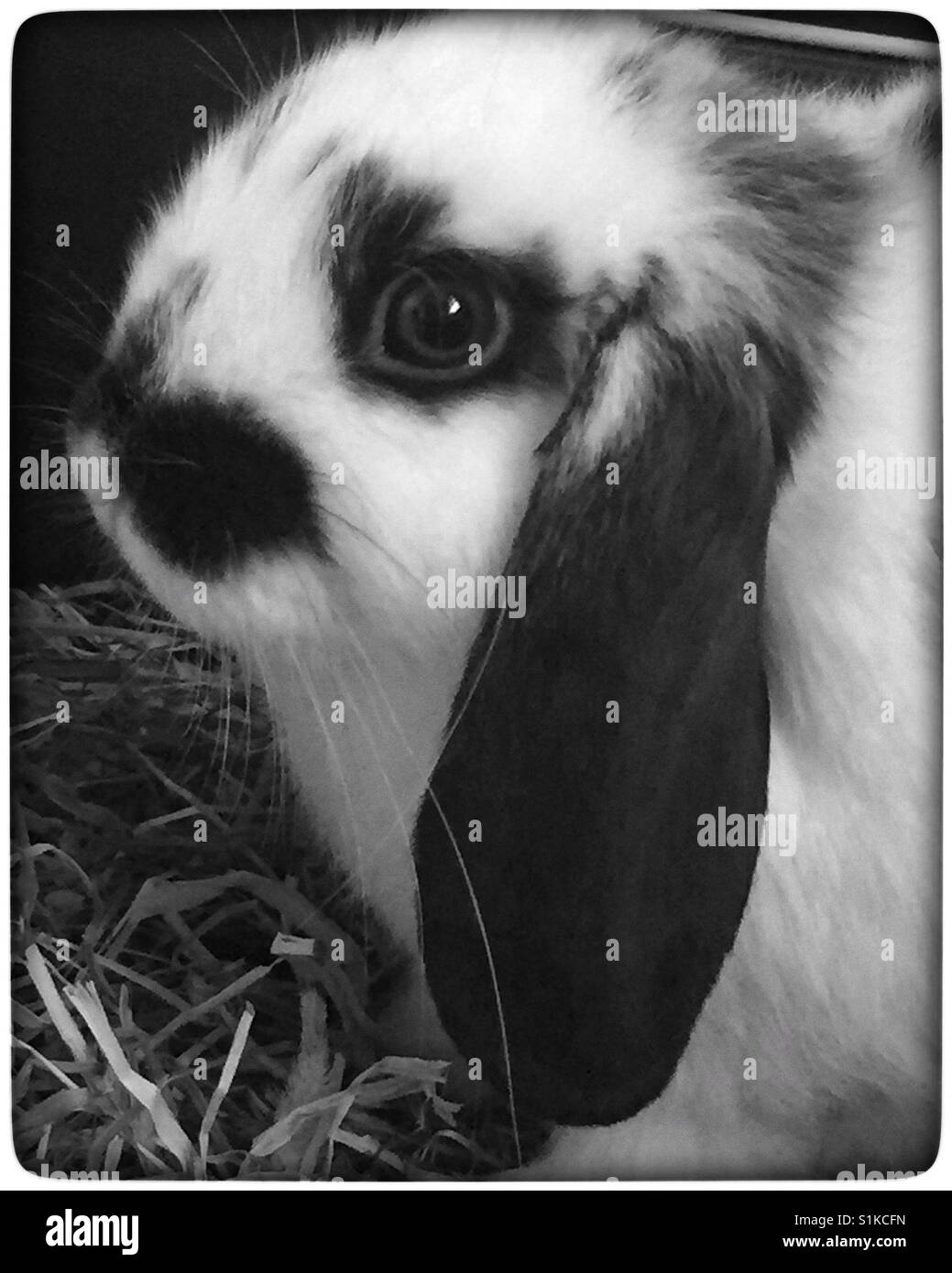 Mixed breed, lop eared rabbit Stock Photo