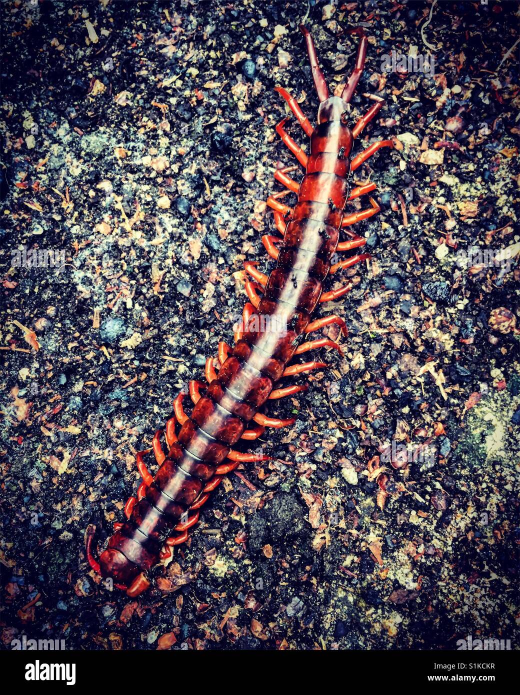 Centipede - Smartphone Captured Stock Image