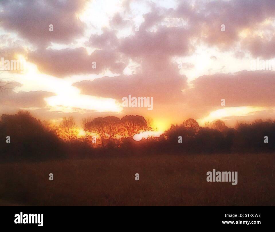 Overcast sunrise silhouetting trees in North Carolina - Smartphone Captured Stock Image