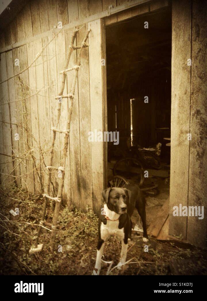 Dog, ladder, shed- North Carolina - Smartphone Captured Stock Image