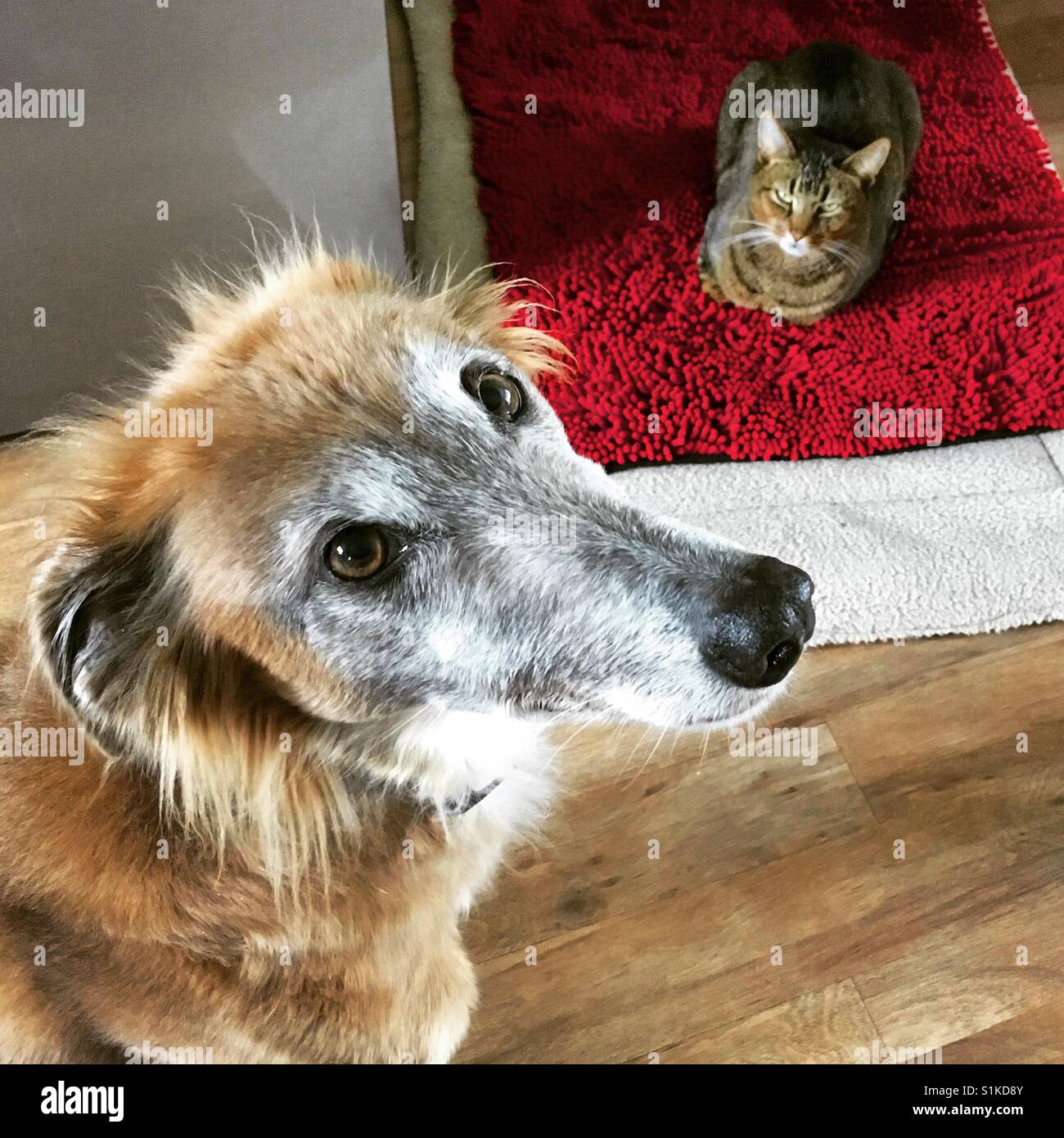 Anxious dog looks for help with cat in his bed. Mobile phone photo with some phone or tablet post processing. - Smartphone Captured Stock Image