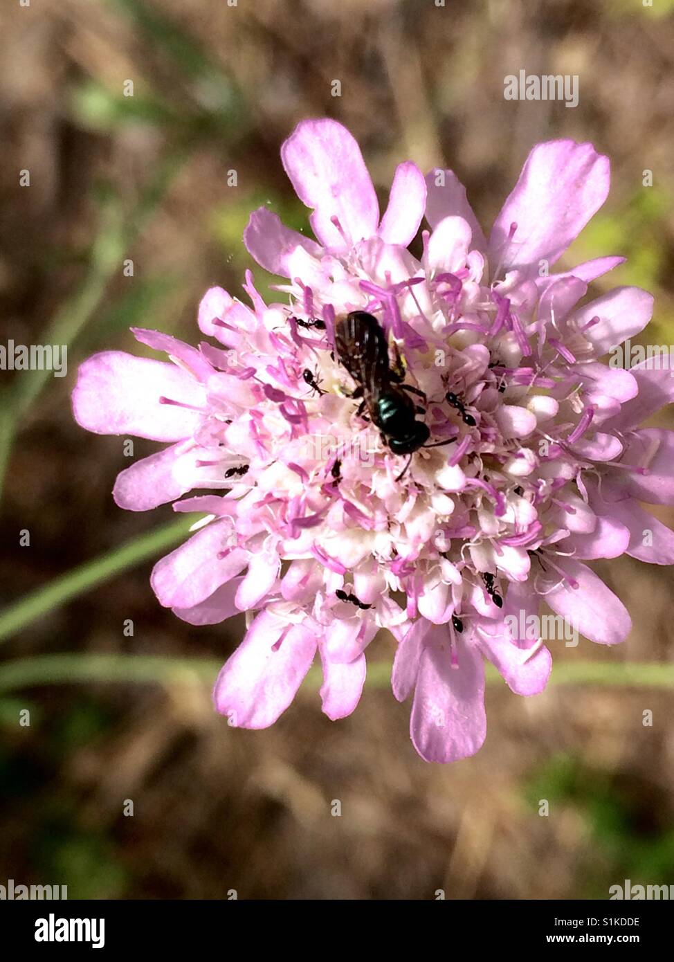 Insects enjoying flower nectar Stock Photo Alamy