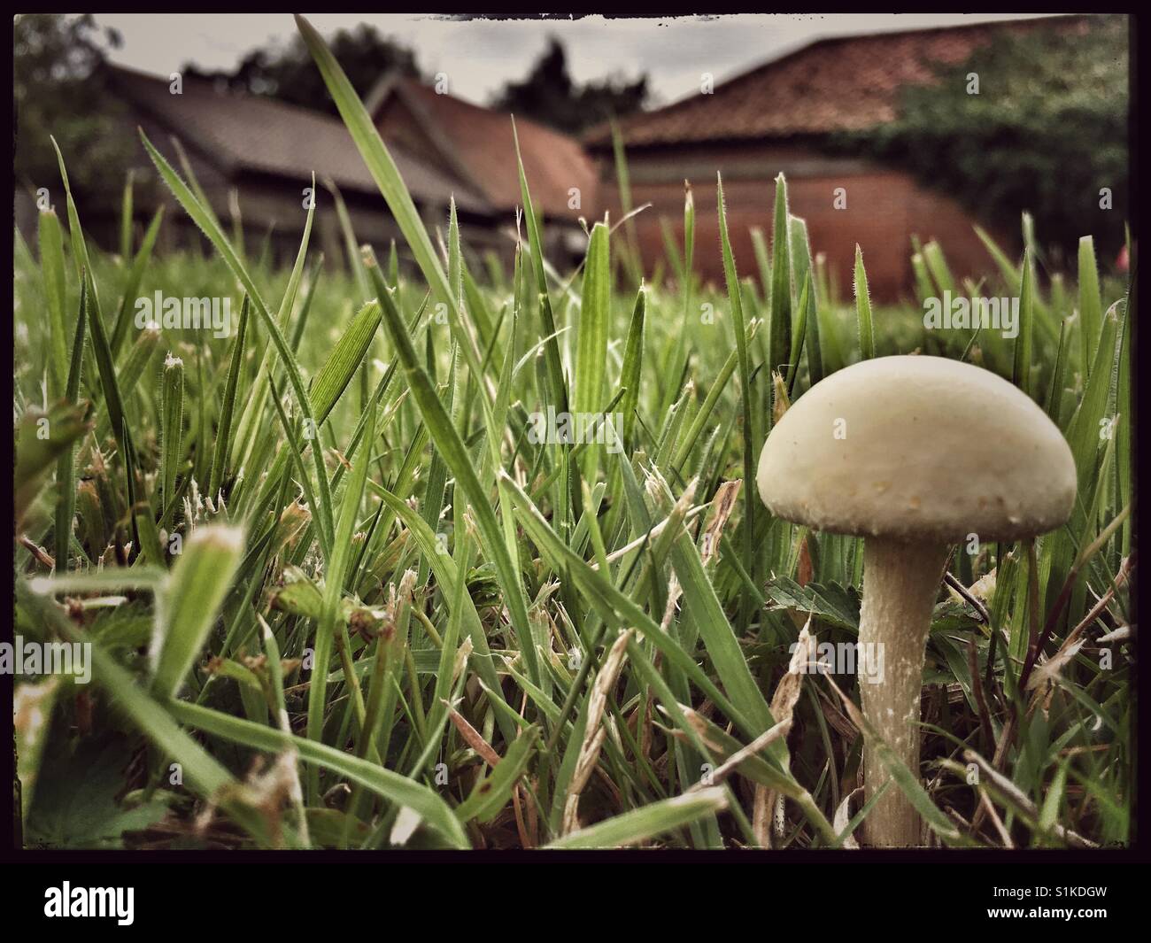 Wild mushroom in a Suffolk field. Stock Photo