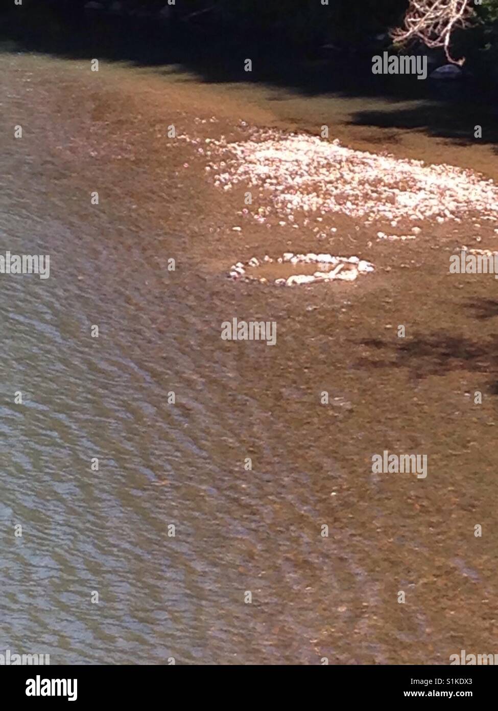 A sandbar on the Nisqually River (photo taken off the reservation) Washington State Stock Photo