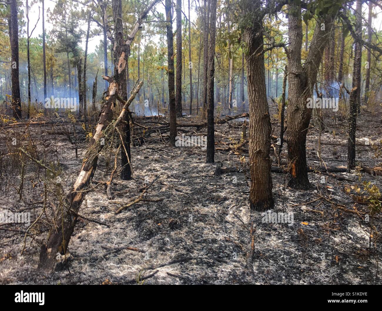 Controlled burn forest environment prevention and action Stock Photo