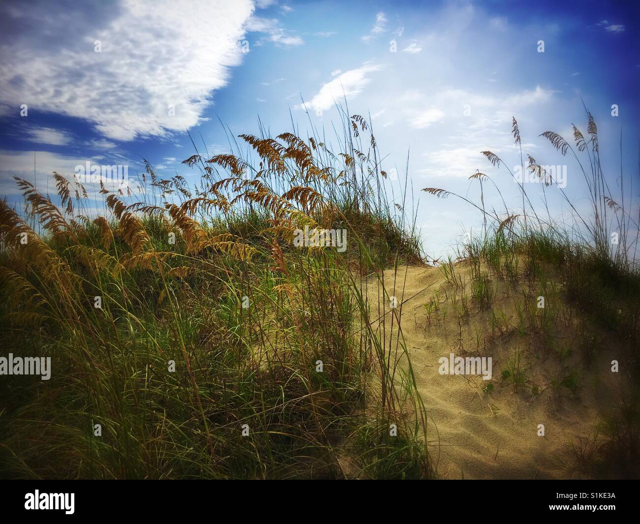 Path through sea oats on beach - Smartphone Captured Stock Image