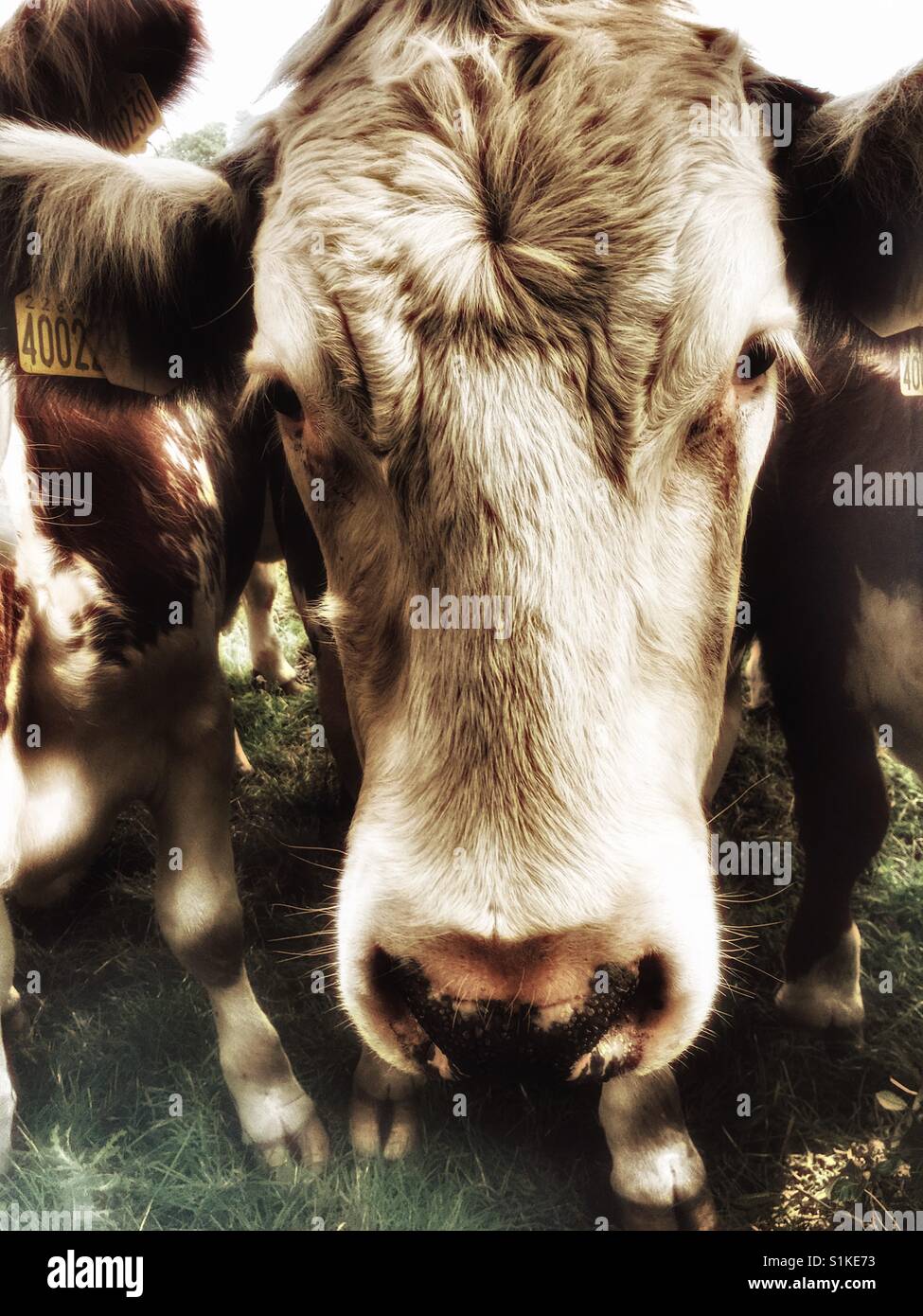 Beef cattle, Capel St Andrew, Suffolk, England. - Smartphone Captured Stock Image