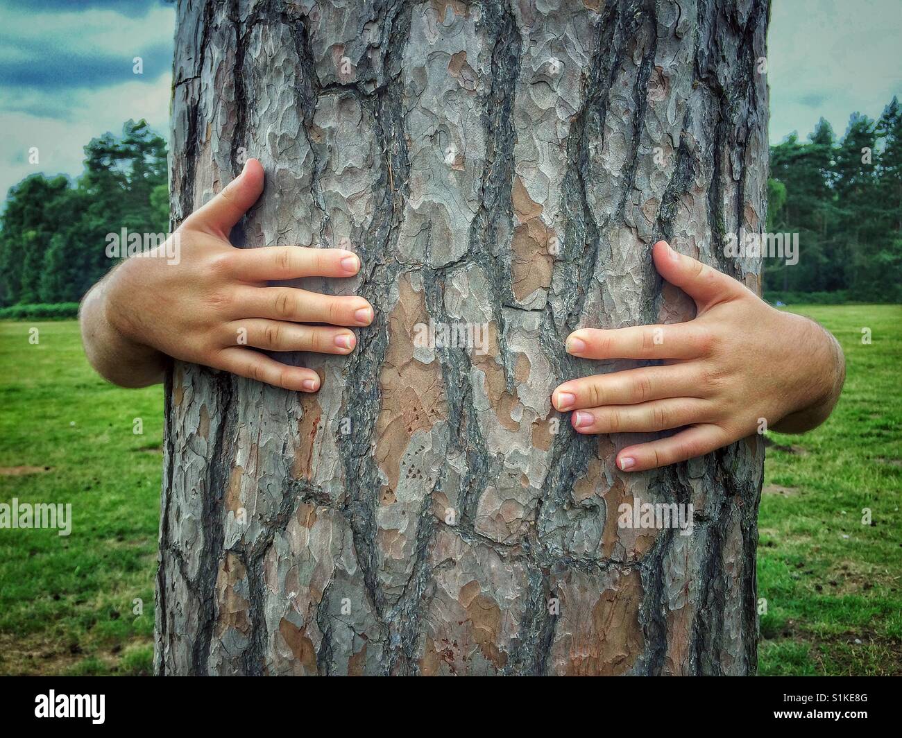 A pair of human hands wrapped around the trunk of a tree as if the tree has its own hands. Stock Photo