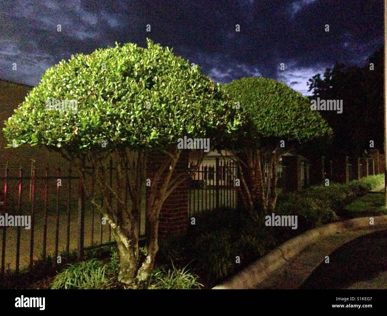 Twin jellyfish- shrubs trimmed into domes at ATM in North Carolina at night - Smartphone Captured Stock Image