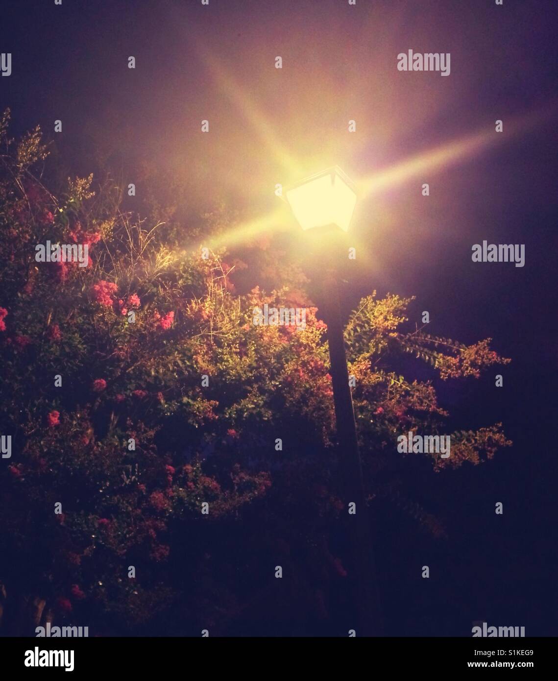 Street lamp and Crepe Myrtle at night in North Carolina - Smartphone Captured Stock Image