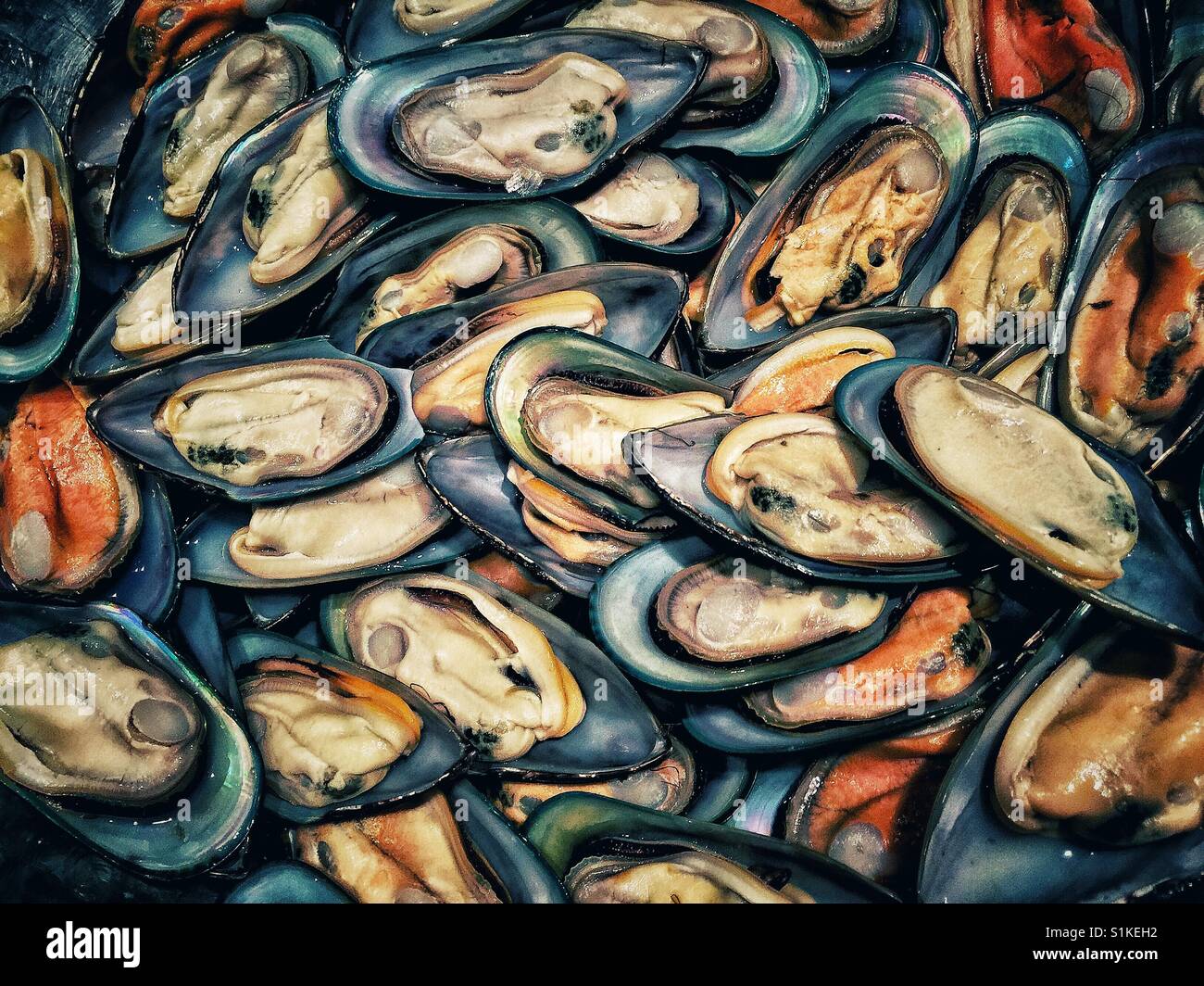 pile of opened cooked mussels - Smartphone Captured Stock Image