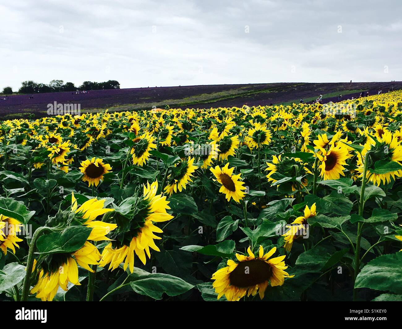Field of yellow sunflowers hi-res stock photography and images - Alamy
