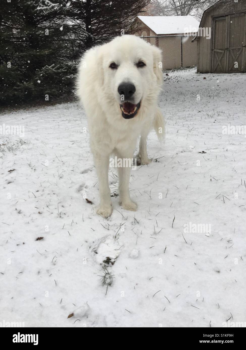 Polar bear doggy in the snow Stock Photo