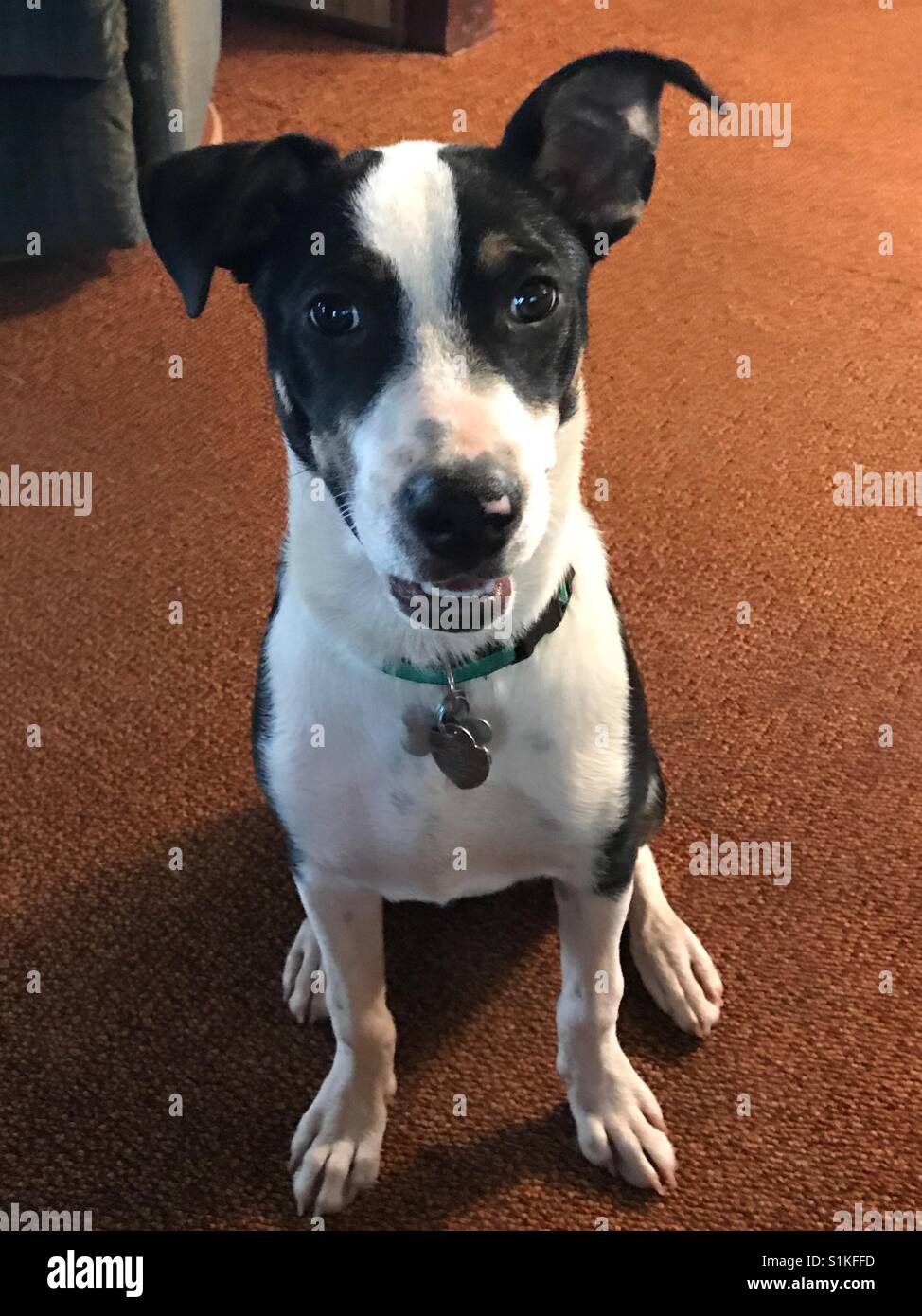 A smooth border collie puppy named Bruce. Stock Photo