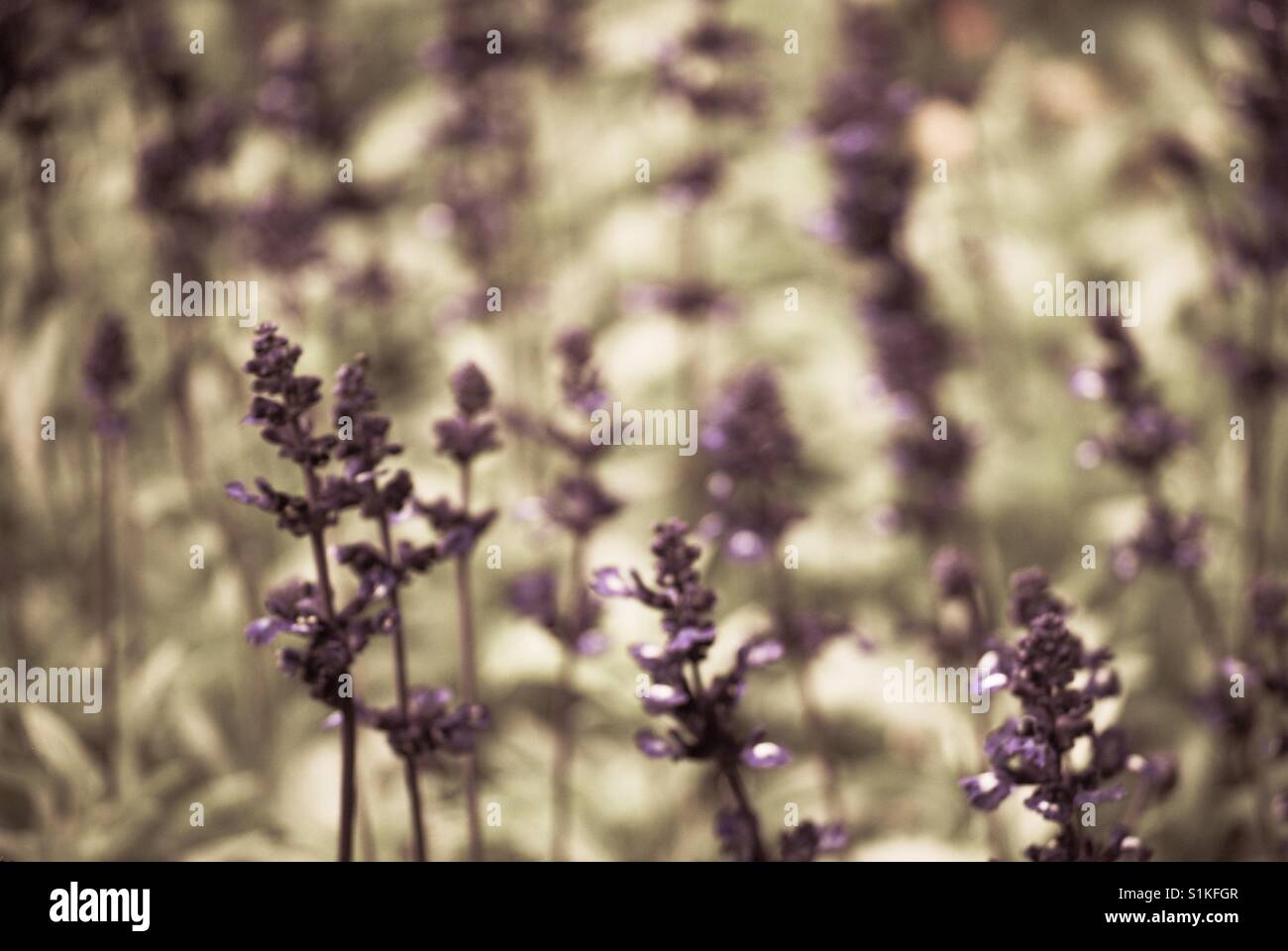 Petal Stock Photo